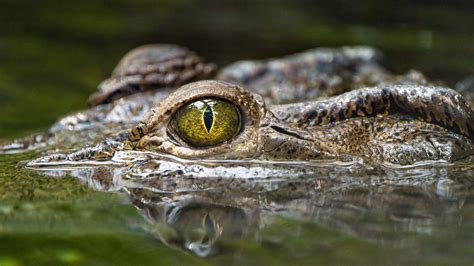 crocodile, eye, predator, reptiles, water, 4k HD Wallpaper