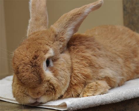 how much does it cost to spay neuter a rabbit