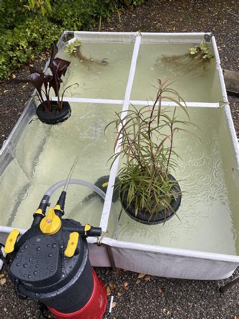 Pond color update: 4 days the color has been getting a bit worse and ...