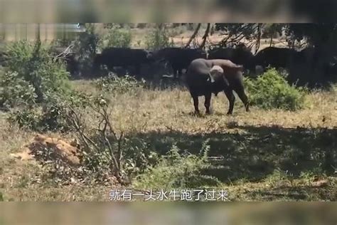 饥饿的狮子在睡觉，水牛却趁机偷袭致残狮子，镜头拍下全过程！狮子偷袭水牛