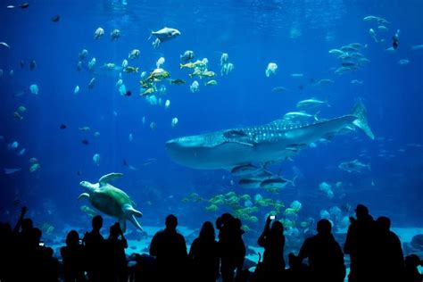 Best Aquariums In The World Tourscanner Eu Vietnam Business