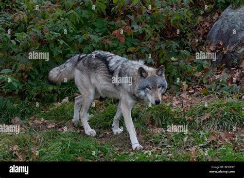 A Timber Wolf Stock Photo - Alamy