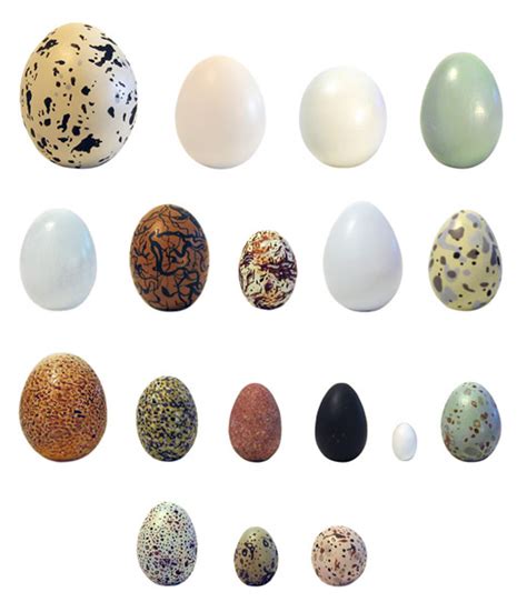 birds egg collection colleen rochette