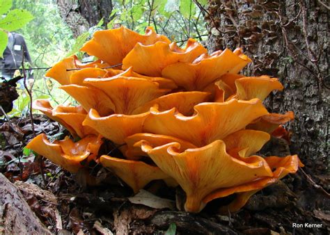 Omphalotus illudens at Indiana Mushrooms