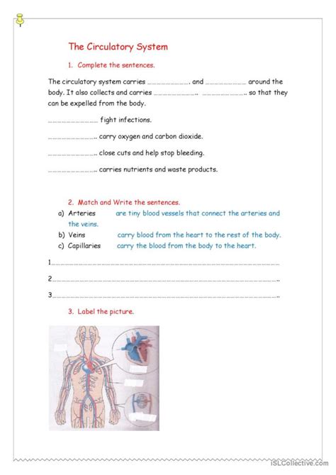 Circulatory System For Th Grade