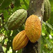 De Intercambio Crece Exportaci N De Cacao En Grano