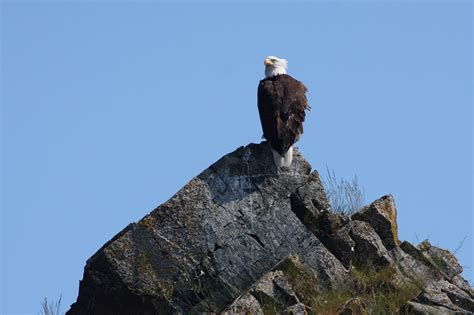 Images Gratuites La Nature Ciel En Regardant Faune Sauvage