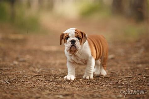 How To Care For A Female English Bulldog