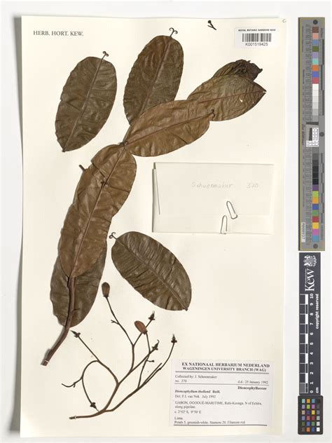 Dioncophyllum Baill Plants Of The World Online Kew Science