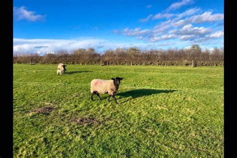 20 Suffolk Cross Breeding Ewes Lambs With Lambs At Foot