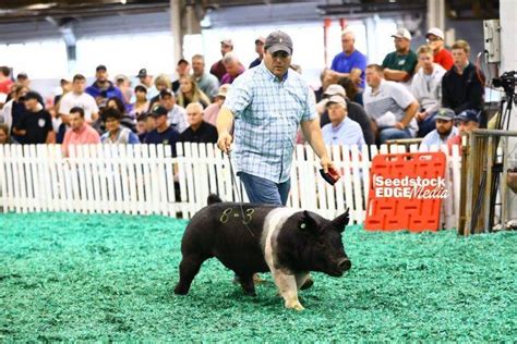 2021 STC Open Hampshire Show | National Swine Registry