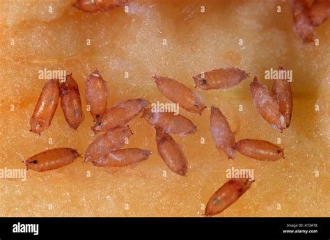 Las Pupas De Mosca De La Fruta Drosophila Subobscura Diptera