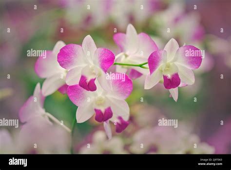 Hybrid Orchids. Selby Gardens, Sarasota, Florida Stock Photo - Alamy