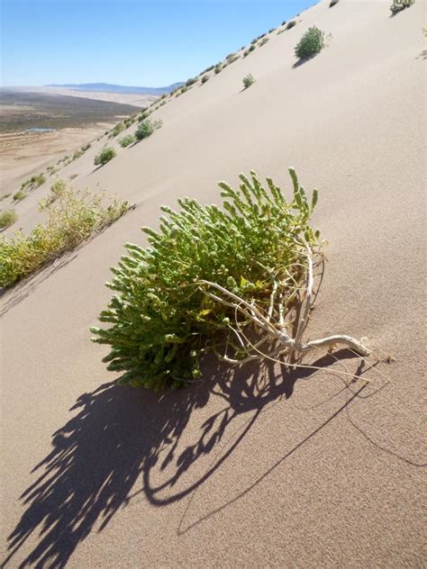 Mongolia: Gobi Desert flora & fauna – Travel2Unlimited