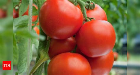 Tomatoes Health Benefits 5 Reasons You Should Eat Tomatoes How