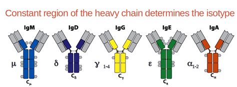 IgE Antibodies: Structure, Properties, and Functions – Microbe Online