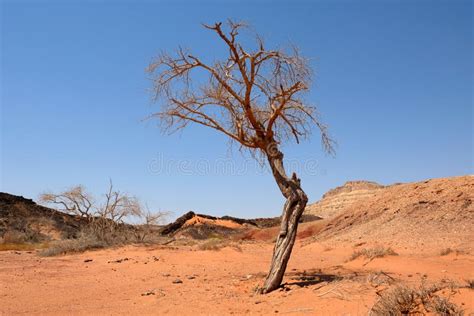 Alone Dry Tree In Negev Desert Stock Photo Image Of Negev Branch