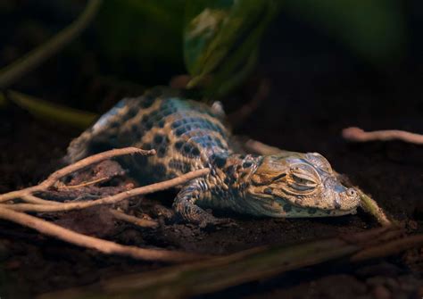 Baby Caiman Stuns Zookeepers By Hatching A Month Early