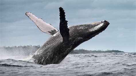 Humpback Whales Share Songs Between Pods in the Pacific Ocean