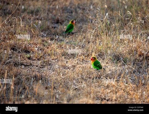 African Birds Serengeti Birds Hi Res Stock Photography And Images Alamy