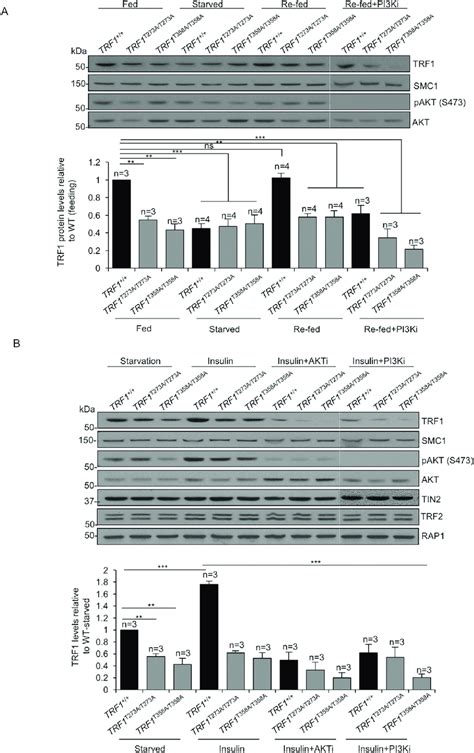 Trf1 Levels Respond To Extracellular Signals In A Pi3kakt Dependent