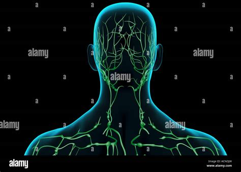 Cervical Lymph Nodes Stockfotos Und Bilder Kaufen Alamy