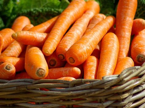 Growing Carrots Indoors The Indoor Gardens