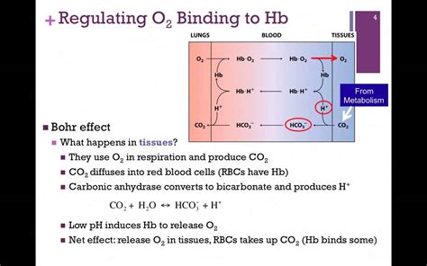 Bohr Effect Regulation Of O Binding To Hb Youtube