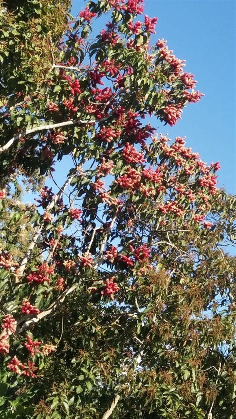 Showy Mountain Ash From Carrera A Medell N Antioquia Co On July