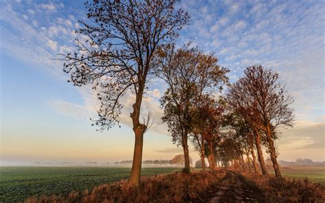 Wallpaper Sunlight Trees Landscape Sunset Nature Sky Field