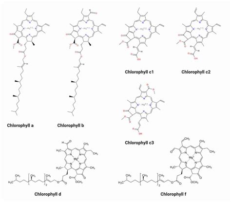 What Is Chlorophyll In Plants Cells Functions And Structure