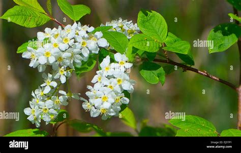 European Bird Cherry Prunus Padus Padus Avium Blooming Branch