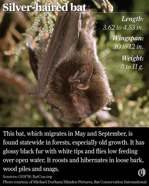 Bats of Oregon: Get to know all 15 of Oregon’s weird and wild, big- and