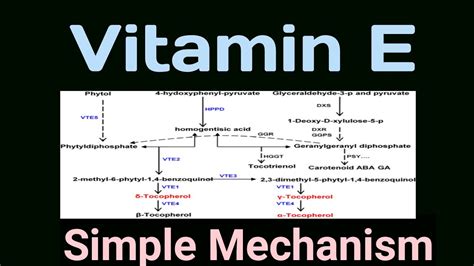 Vitamin E Synthesis Of Vitamin E Youtube