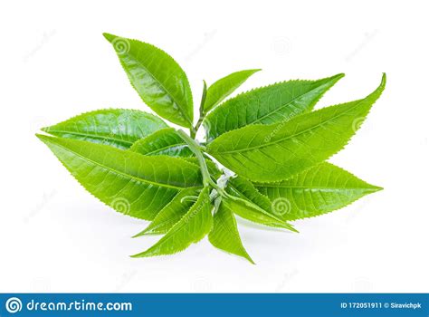 Green Tea Leaf Isolated On White Background Stock Image Image Of