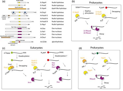 Noncanonical Metabolite RNA Caps Classification Quantification De