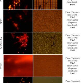 Optical microscopy imaging of five filter types. Representative ...