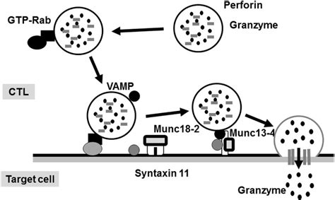 Secretion Of Lytic Granules In Nk Ctl After Stimulating Target Cells