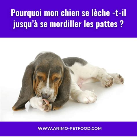 Pourquoi Mon Chien Se L Che T Il Jusqu Se Mordiller Les Pattes