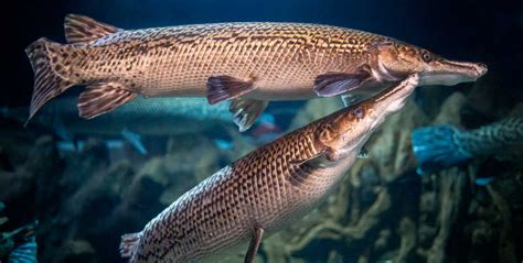 prehistoric river monster  smarter   thinkjayawisnu