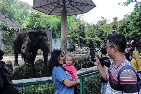 Foto Taman Margasatwa Ragunan Buka Lagi Hanya Untuk Warga Dki Jakarta