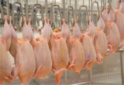 Carcass Quality Hinges On Poultry Nutrition U S Soybean Export Council