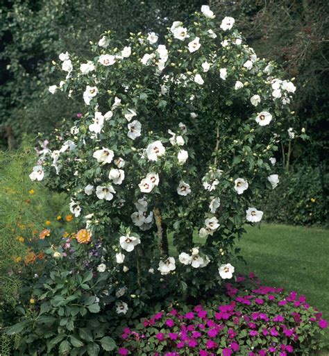 Althéa Planter Et Tailler Ooreka