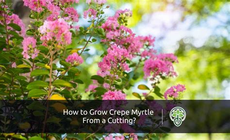 How To Grow Crepe Myrtle From A Cutting Gardener Soul