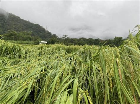 台東4鄉鎮圓規颱風稻米災損現金救助 16日起開放申請 生活 中時