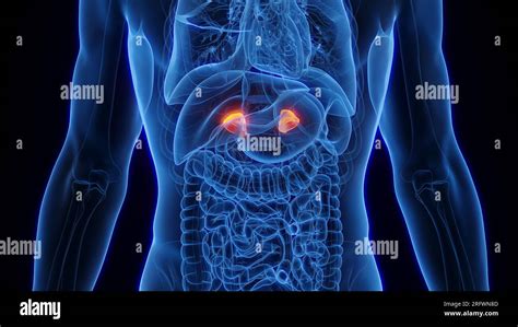 Adrenal Glands Illustration Stock Photo Alamy