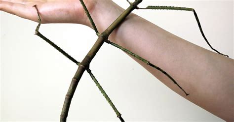 The World’s Longest Insect Is Over Two Feet Long Twistedsifter