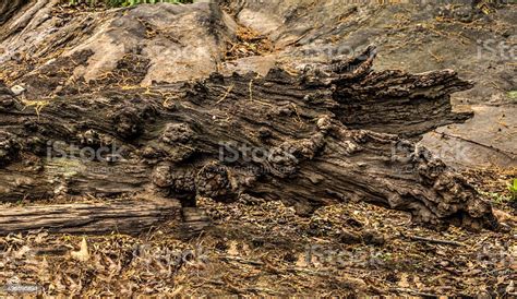 dead log tree stock photo  image  central park
