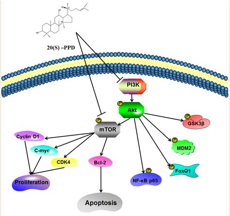 IJMS Free Full Text 20 S Protopanaxadiol Induced Apoptosis In MCF