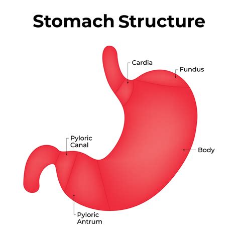 Stomach Structure Science Design Vector Illustration Diagram 41921720